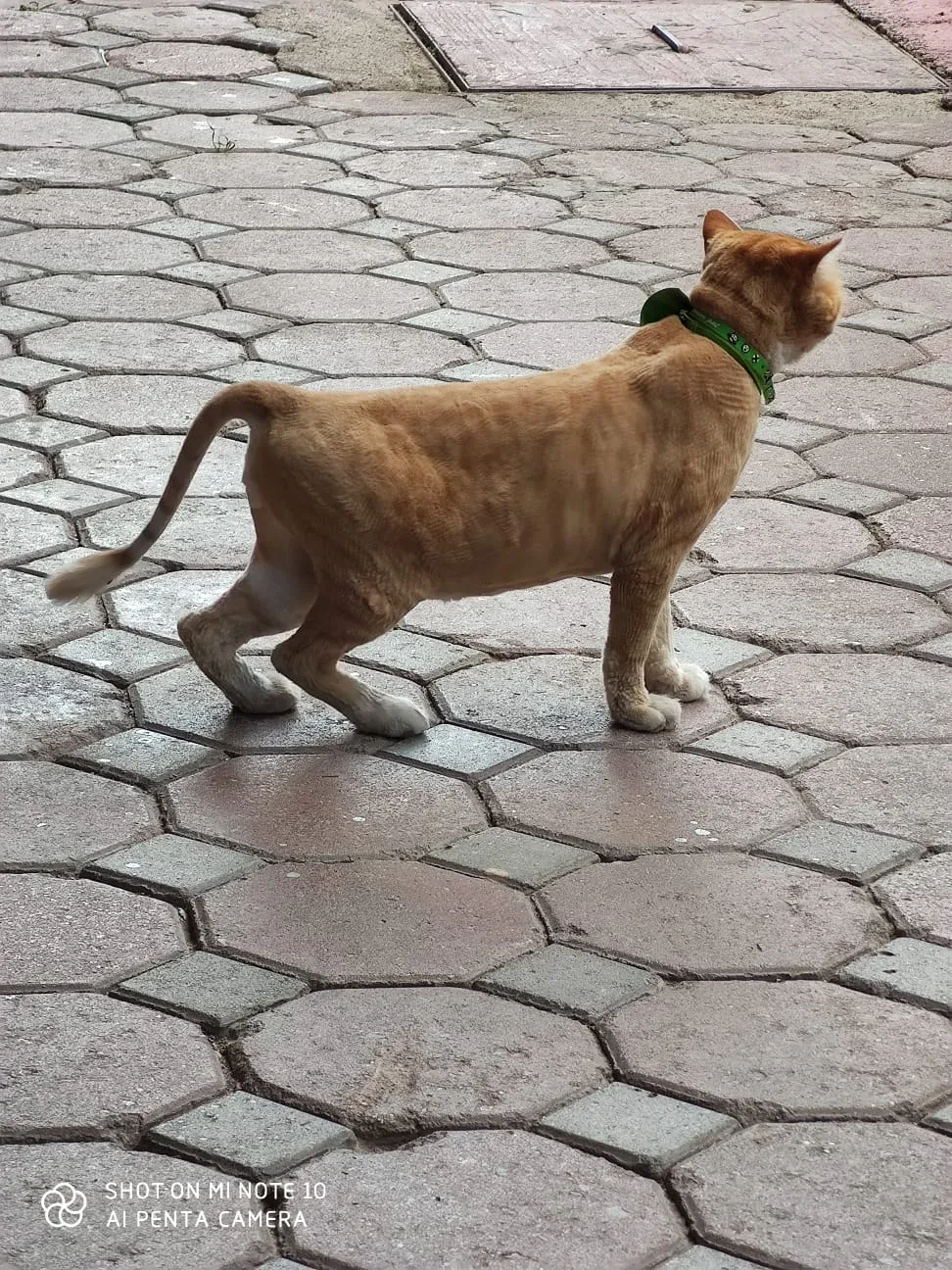 Kartepe Veterinary Clinic fotoğraf 1