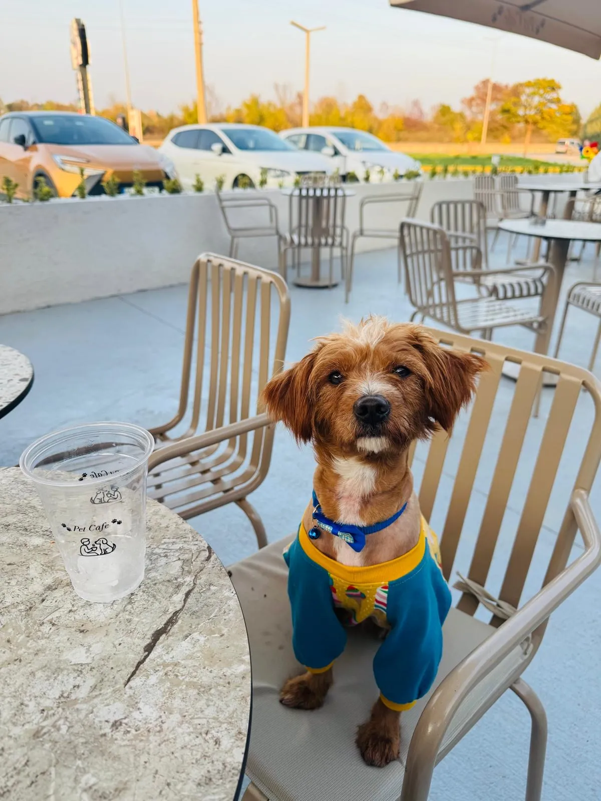 Petcafe41 fotoğraf 1